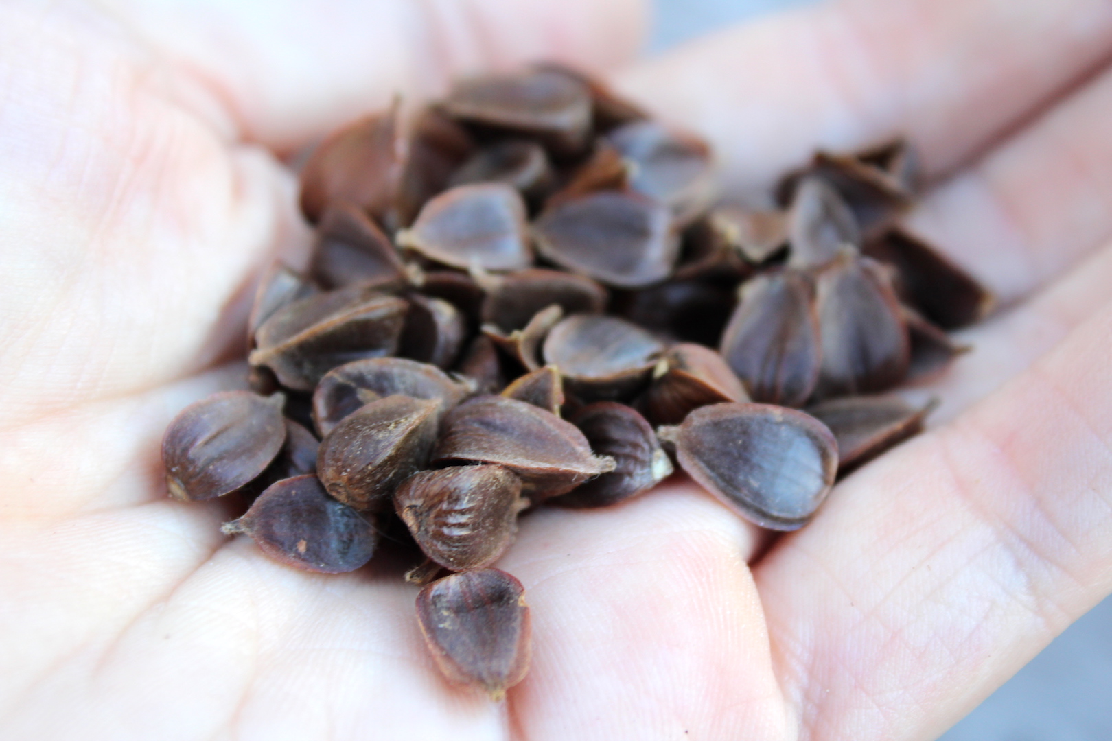Shelled Beech Nuts in Hand