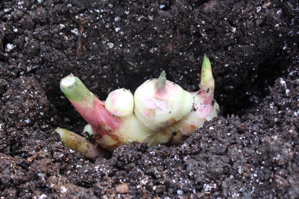 How to Grow Ginger
