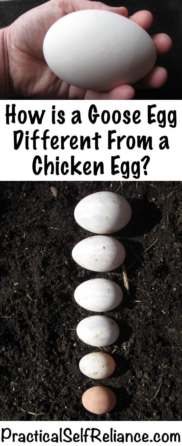 how-is-a-goose-egg-different-from-chicken-egg-practical-self-reliance