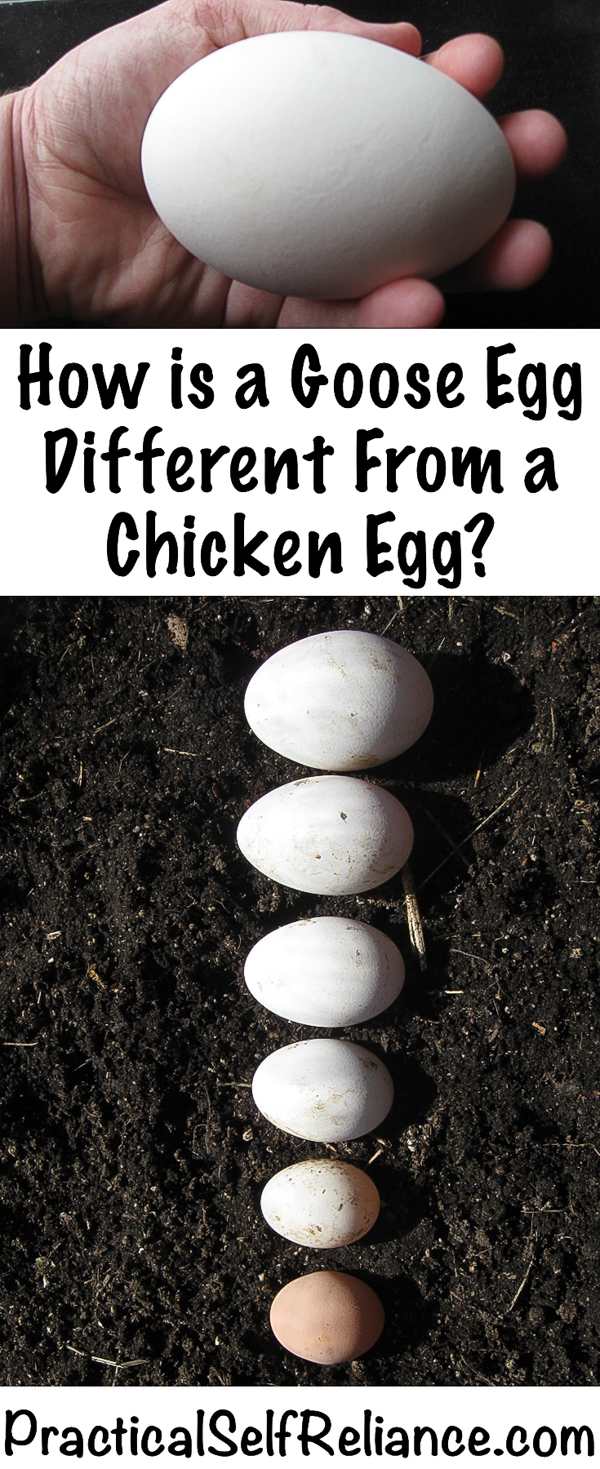 How is a Goose Egg Different from a Chicken Egg? #gooseegg #eggs #geese #raisinggeese #backyardchickens #homestead #chickens