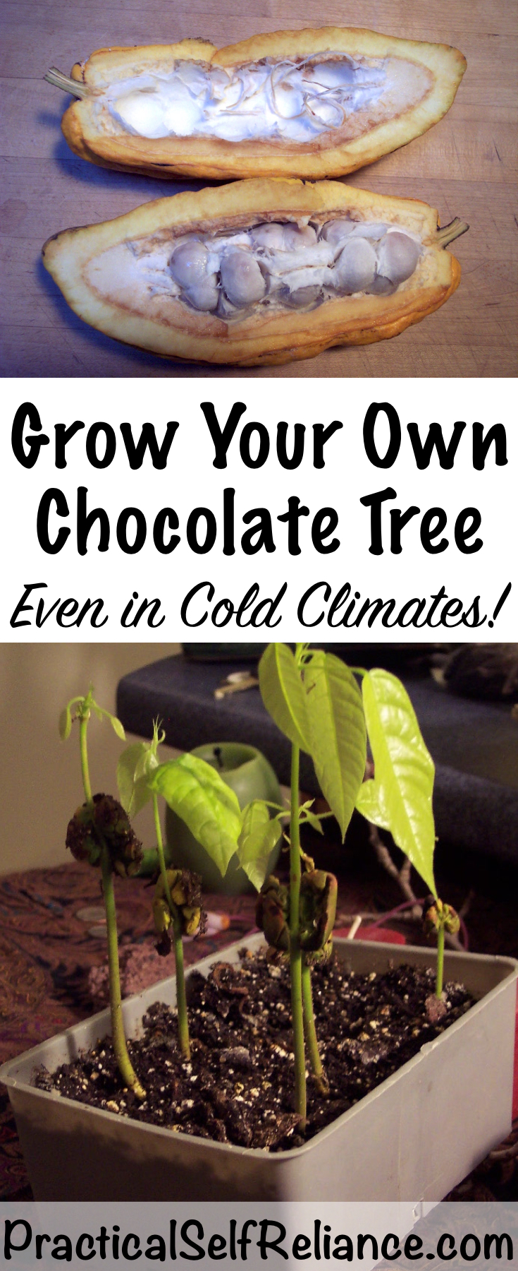 How to Grow Your Own Chocolate Tree (Even in Cold Climates) #chocolate #r#farmlife #homesteadingit #lifeouthere #homestead #simpleliving #backyardfarm #homesteading #nothingisordinary #instagood #farmlifebestlife #farmlove #farmliving #familyfarm #homesteadlife #consciousliving #selfreliant #farmscene #homestead #homesteading #farm #farming #farms #farmpictures&nbsp; #smallfarm #farmphotos #sustainableliving #foodmatters&nbsp; #coldclimate #indoorgardening #orchard #coldweathergardening #wintergardening #homesteading #selfsufficiency #selfreliant #preparedness 