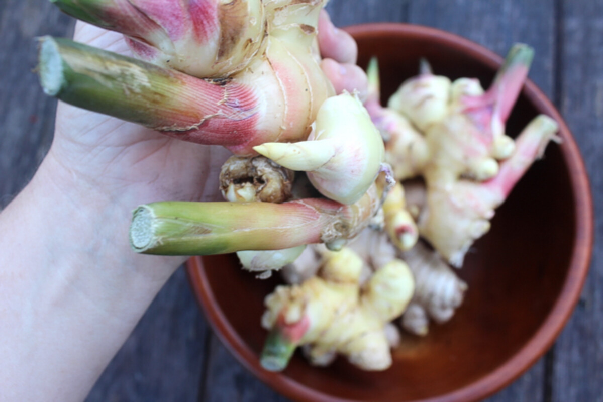 New growth on a fresh ginger root