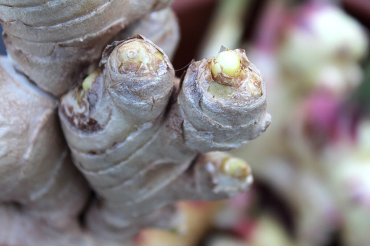 How to Grow Ginger