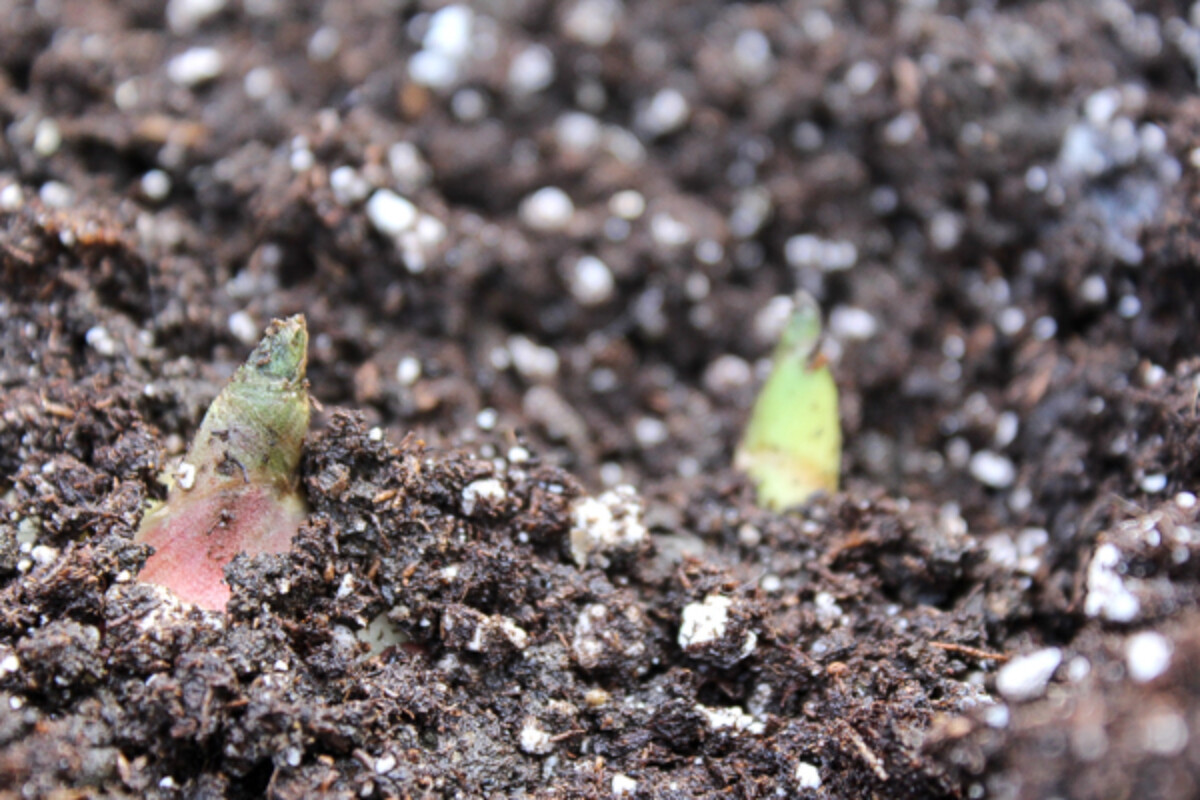 Ginger stems beginning to sprout through potting soil.