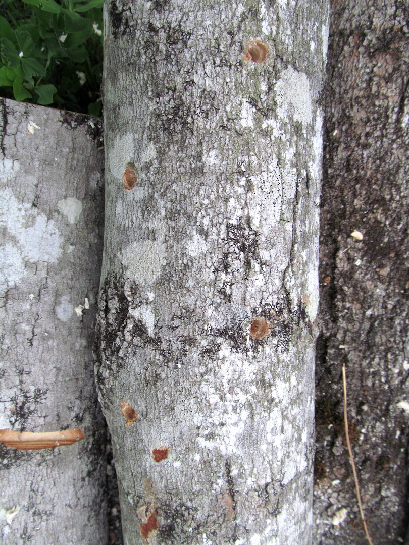 Holes drilled for shiitake mushroom plugs