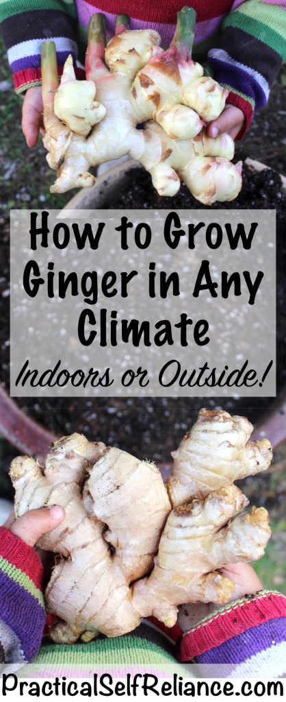 How to Grow Ginger in any Climate #ginger #coldclimate #indoorgardening #growingginger #gardening #organicgardening #foodgardening #howtogrow #vegetablegardening #gardeningtips #homesteading #homestead #selfreliant