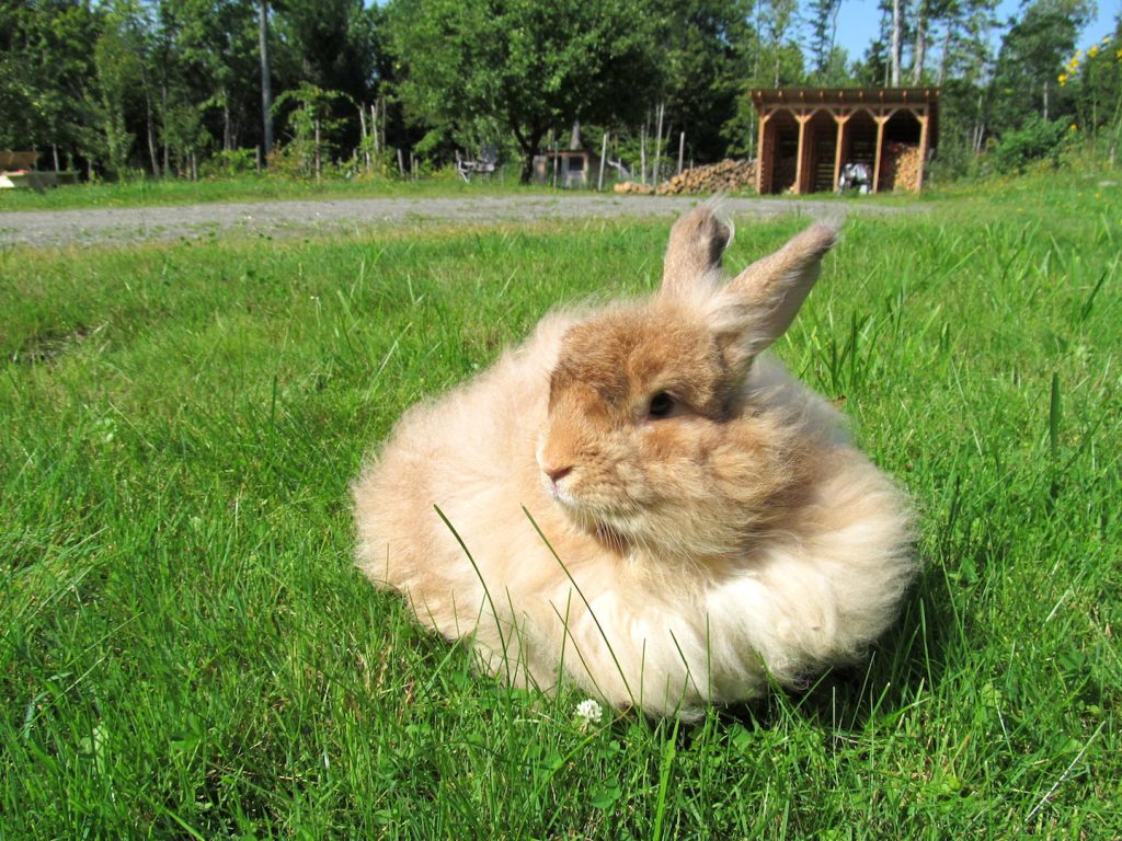 Reasons to Raise Angora Rabbits