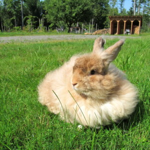Reasons to Raise Angora Rabbits