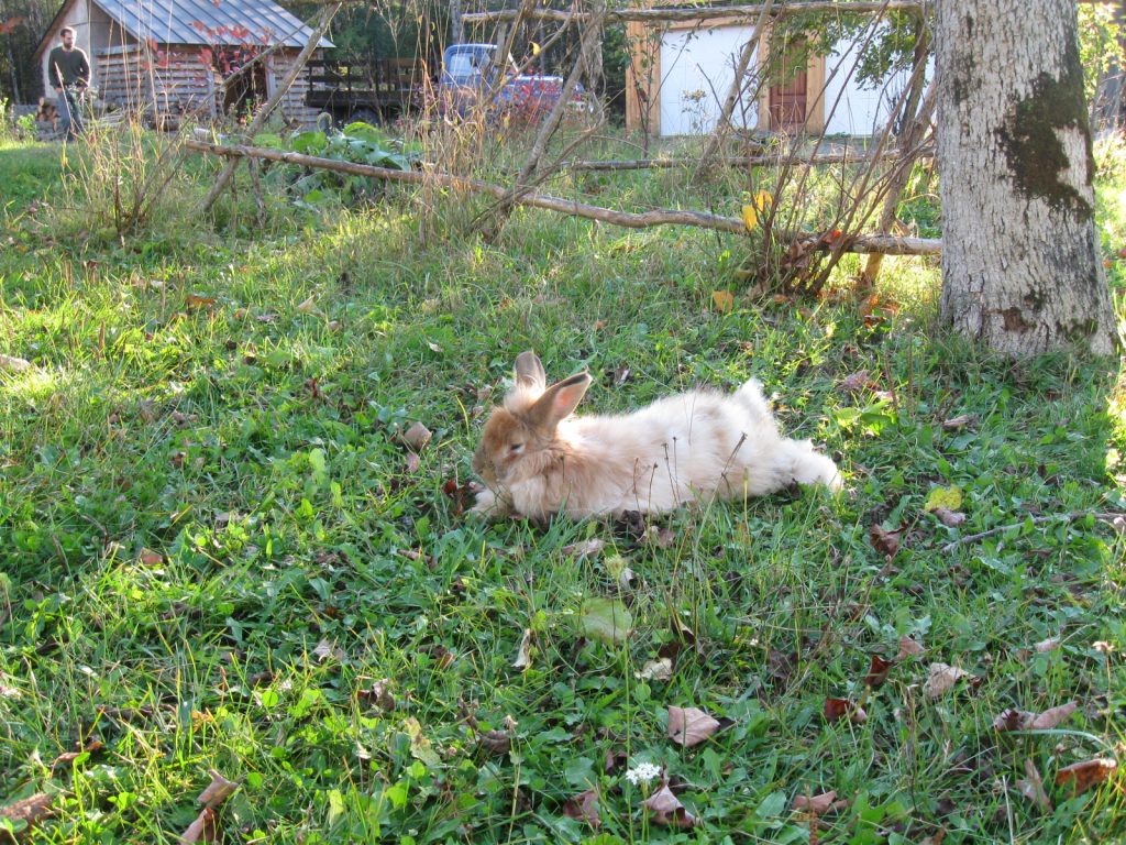 Free Range Angora Rabbit