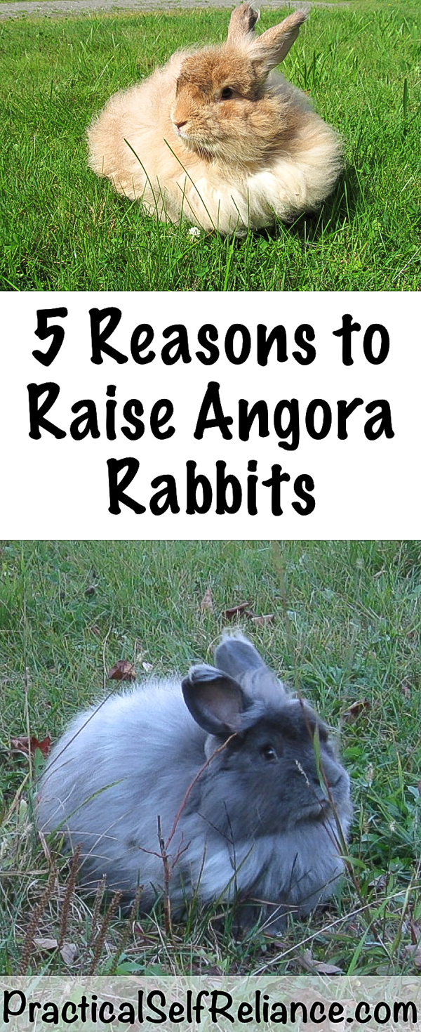 Reasons to Raise Angora Rabbits 5 Reasons to Raise Angora Rabbits for fun and fiber - Practical Self Reliance #rabbits #angorarabbits #fiberrabbits #livestock #homesteading #selfsufficiency