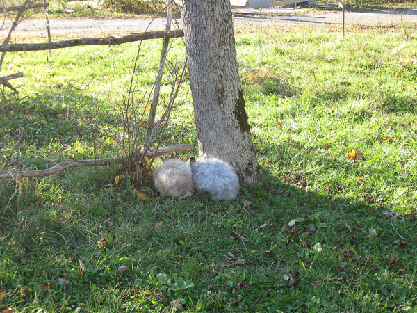 Reasons to Raise Angora Rabbits