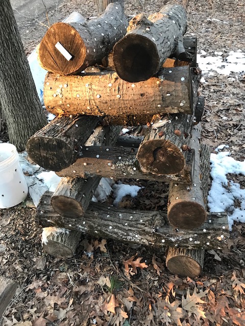 Shiitake Log Stack