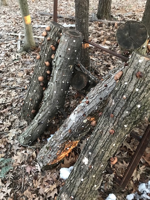 Shiitake Mushroom Cultivation