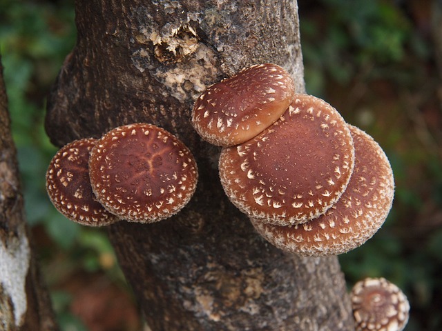 Growing Shiitake Mushrooms