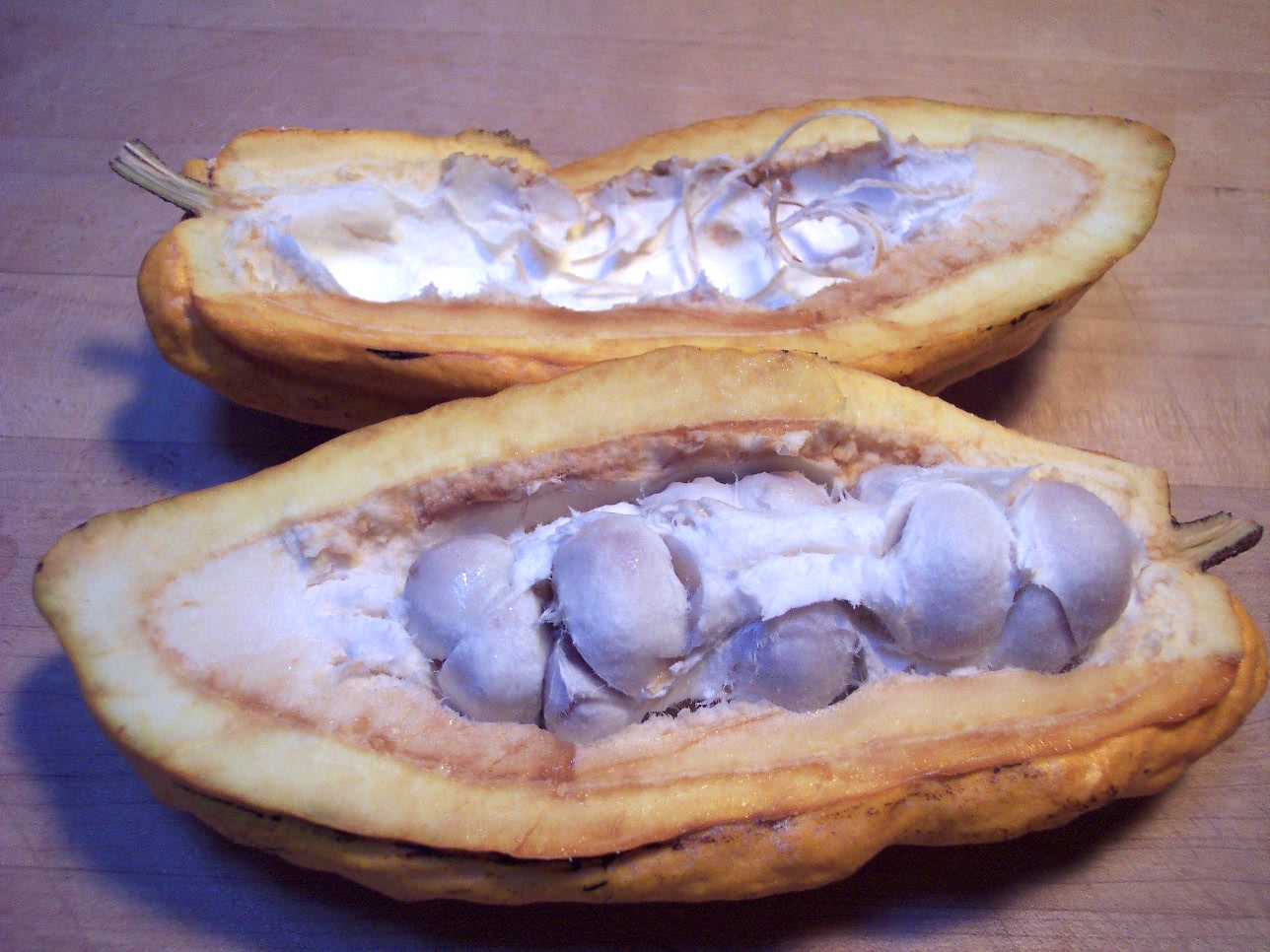 How to Grow Your Own Cocao Tree - Harvest Your Own Chocolate from an Indoor Chocolate Tree