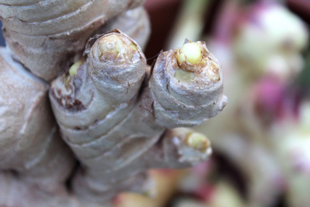 How to grow ginger