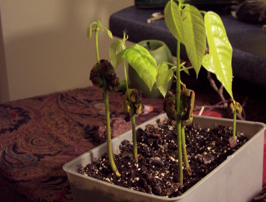 Vermont Grown Cacoa Seedlings