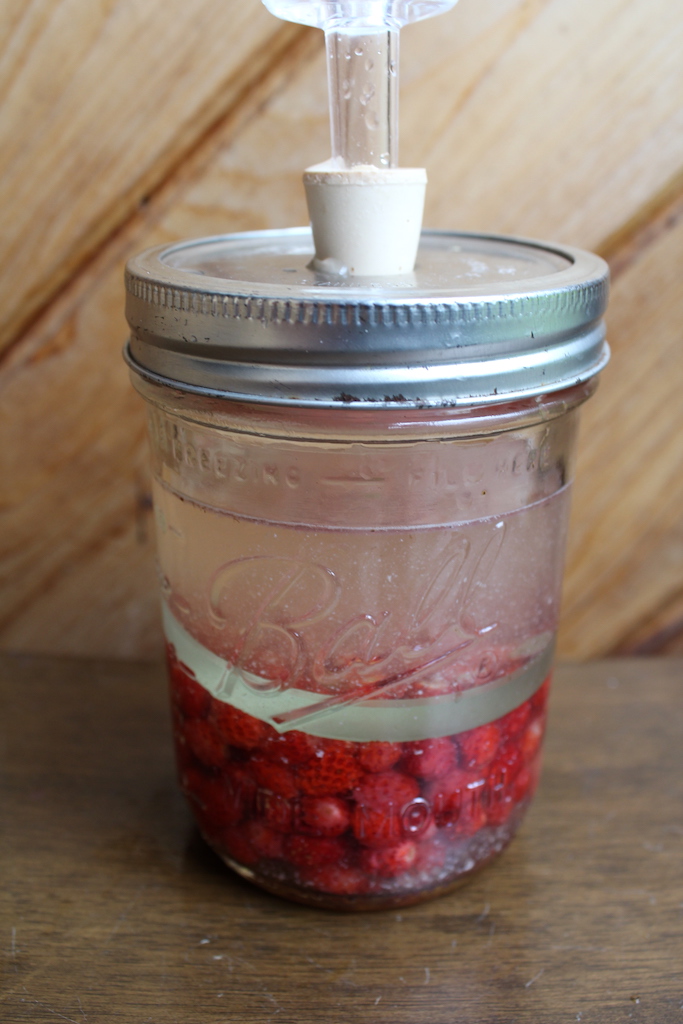 Alpine Strawberries Fermenting
