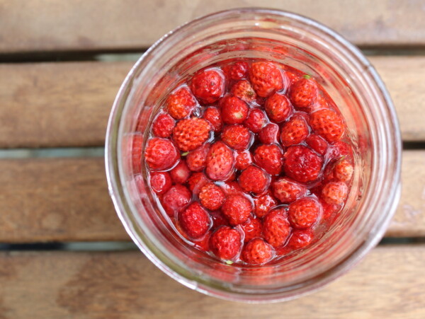 Fermented Alpine Strawberries