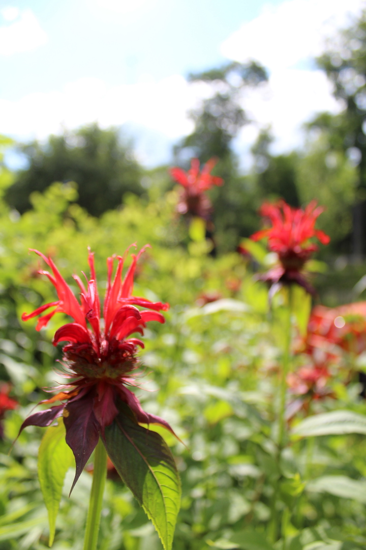 Cultivated bee balm with it's striking red color.