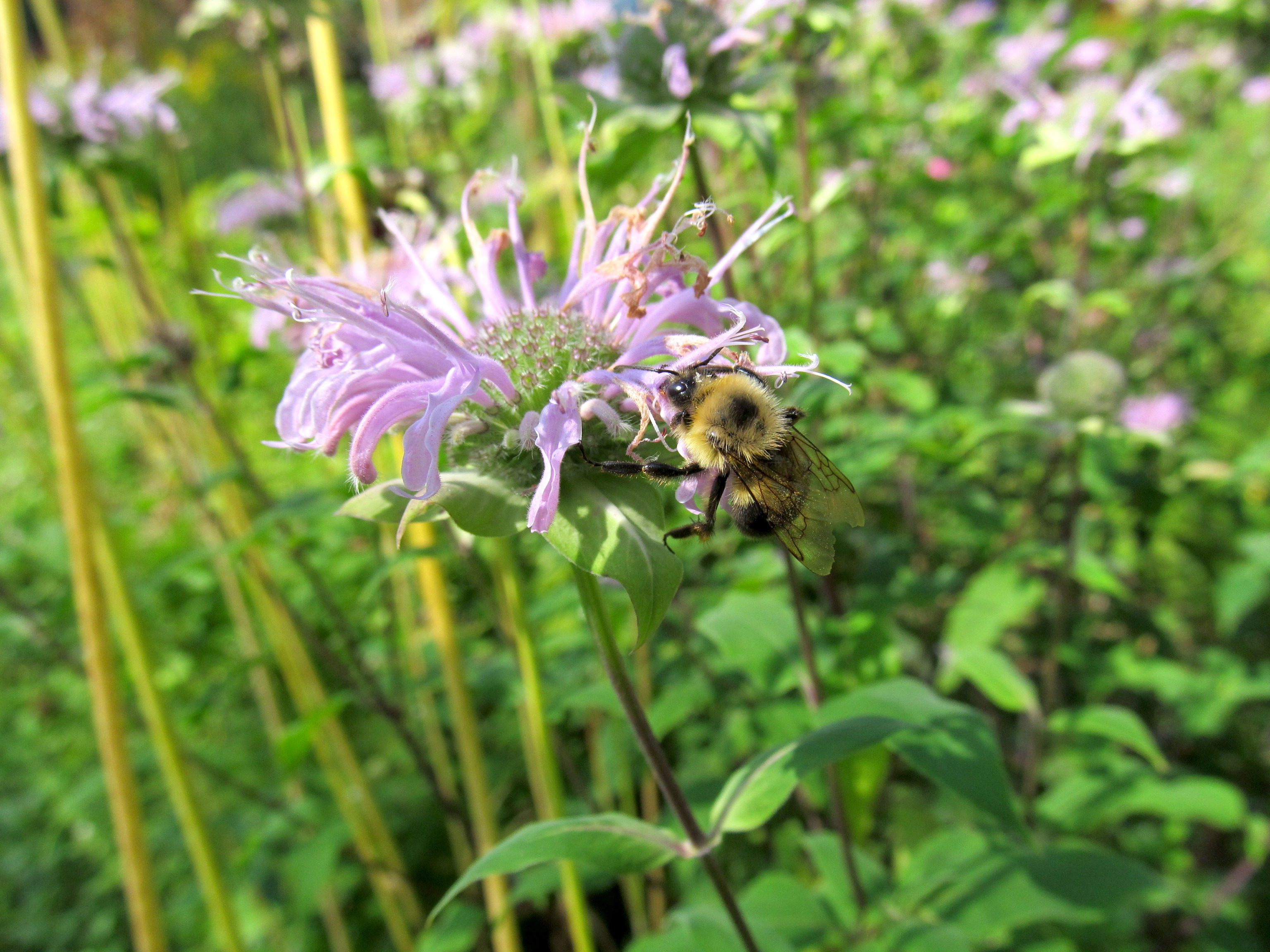 bees bee herbs honey medicinal balm plant feeding nectar medicine wild practicalselfreliance
