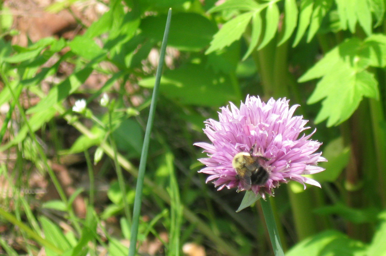 Bee visiting a chive blossom in the garden mid-summer.
