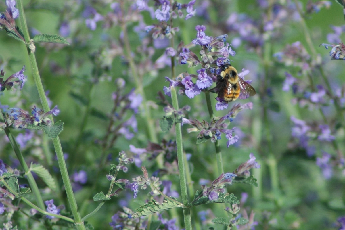 Catnip Pollinator