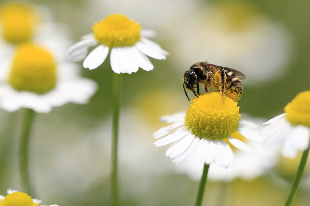 Chamomile Bee