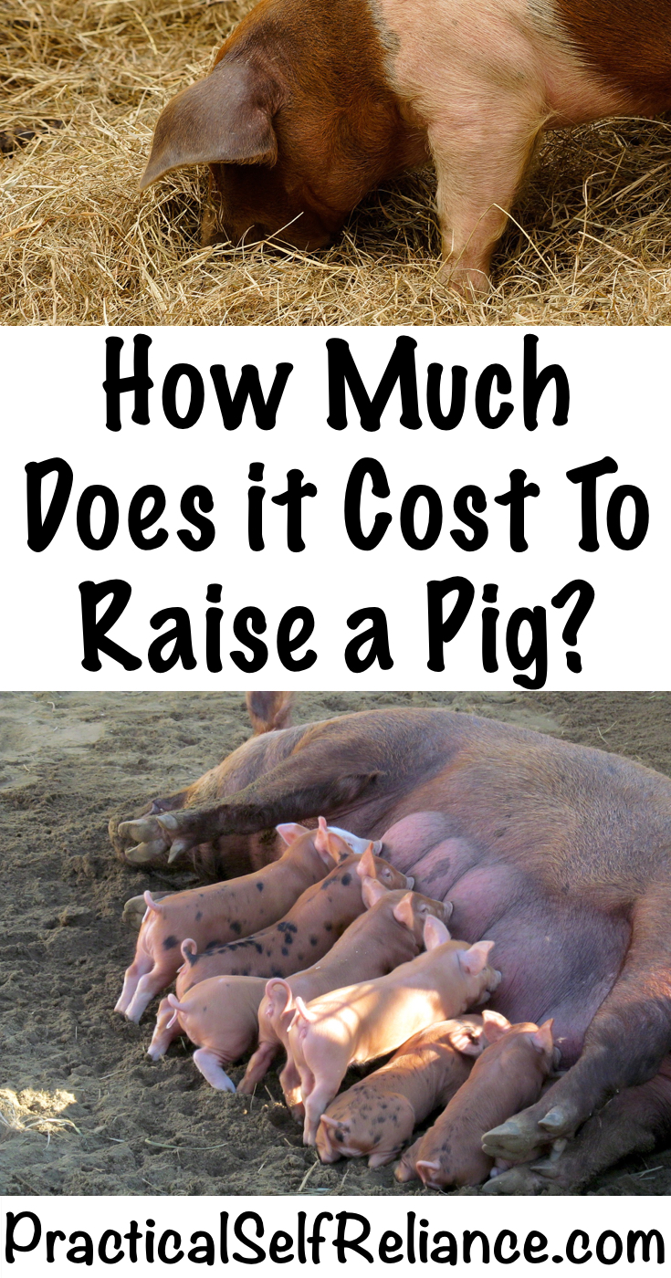 How Much Does it Cost to Raise a Pig? — Practical Self ...