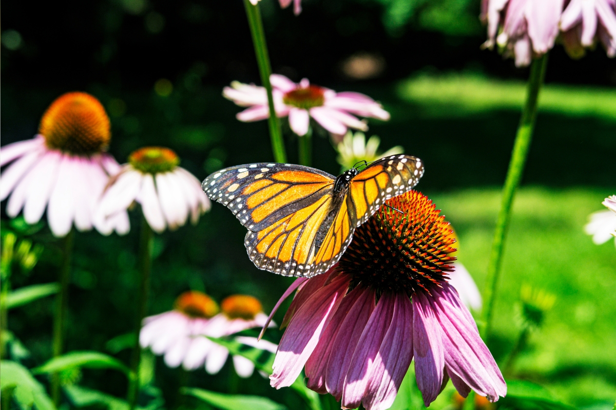 Echinacea Pollinator