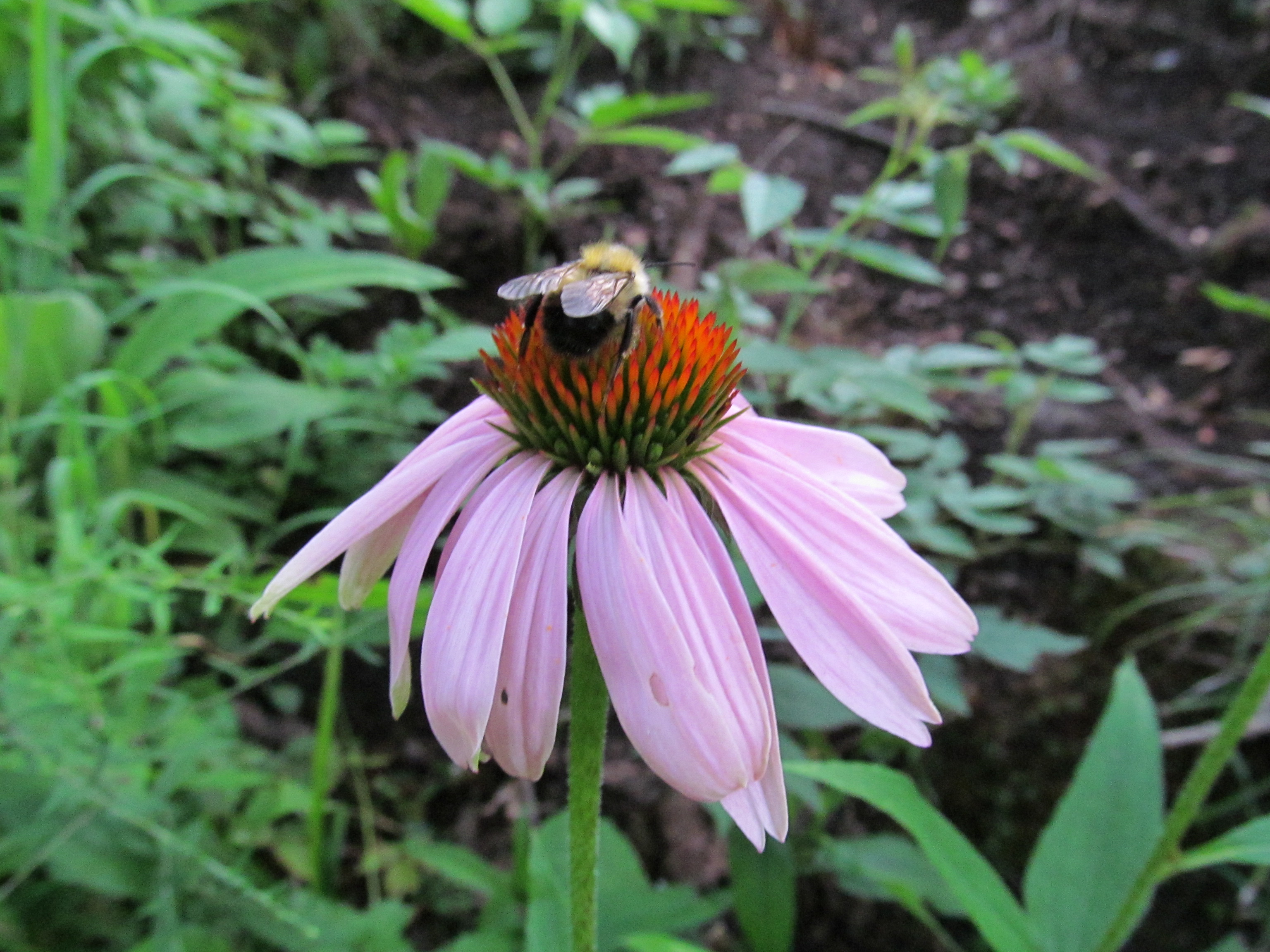 Echinacea flowers