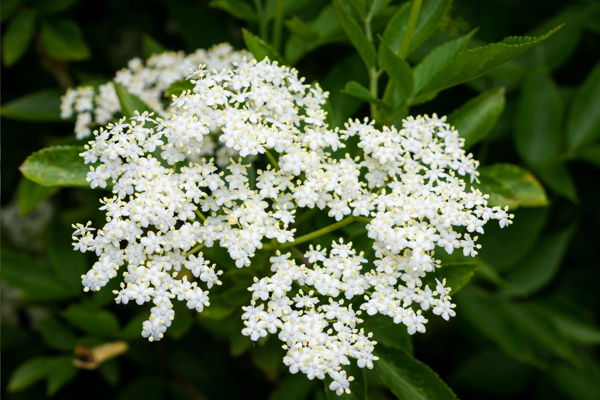 Elderflower