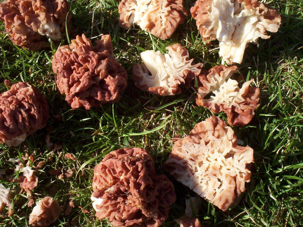 Gyromitra caroliniana morel look alike (False Morel)