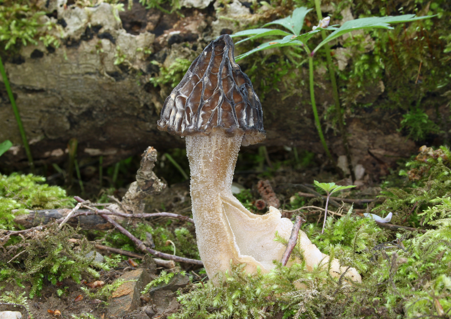 Half Free Morel (False Morel)