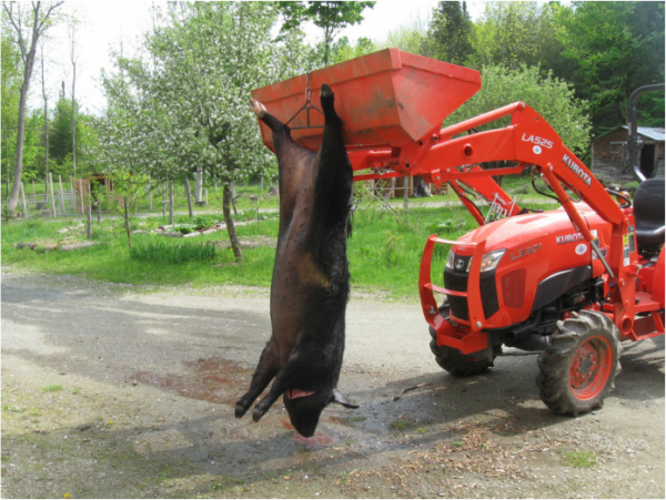 Pig Hanging from Tractor