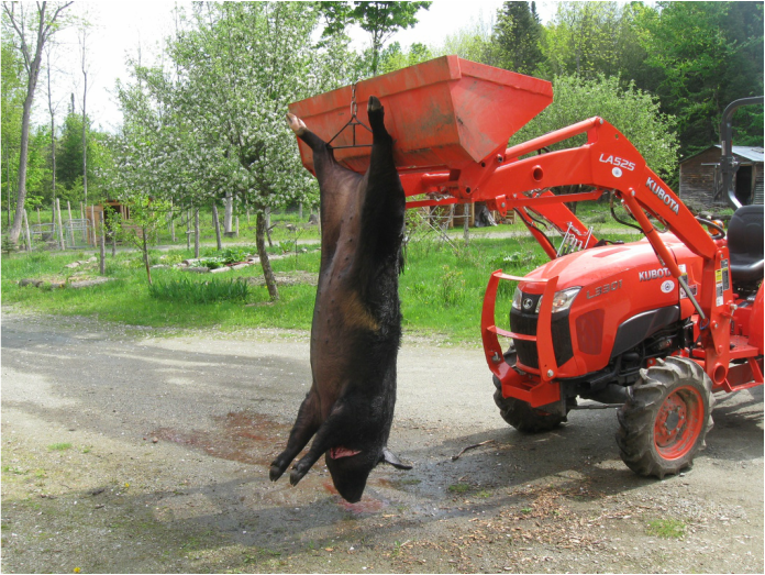 Processing a Pig at Home: Slaughtering and Butchering