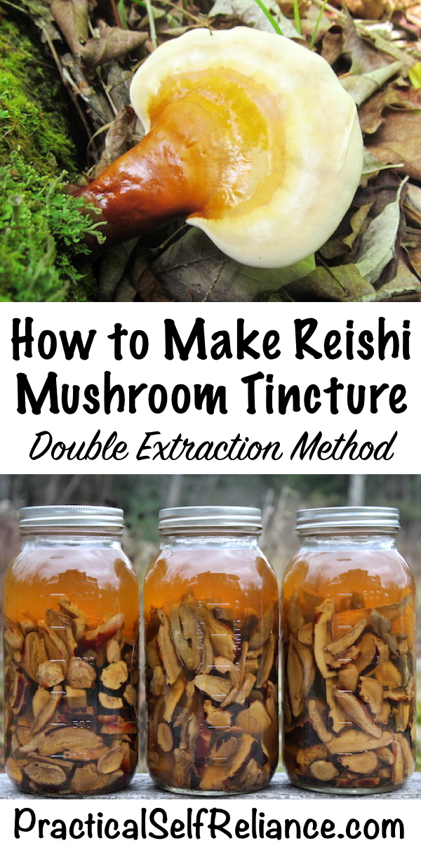 How to Make Reishi Mushroom Tincture ~ Double Extraction Mushroom Tincture #medicinalmushrooms #reishi #foraging #forage #wildcrafting #herbalism #naturalremedies #tincture
