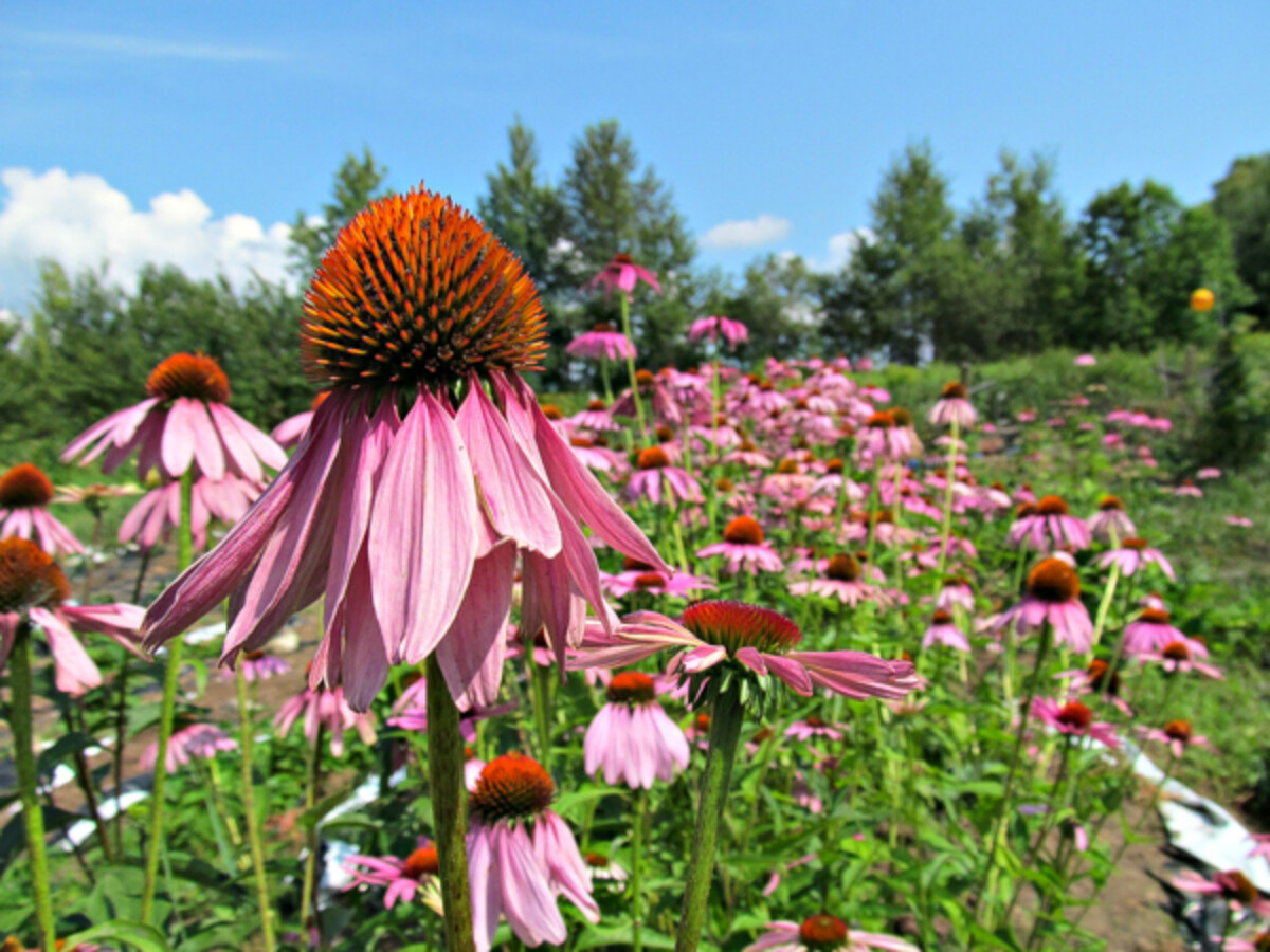 Growing Echinacea for market on a small farm in Vermont.