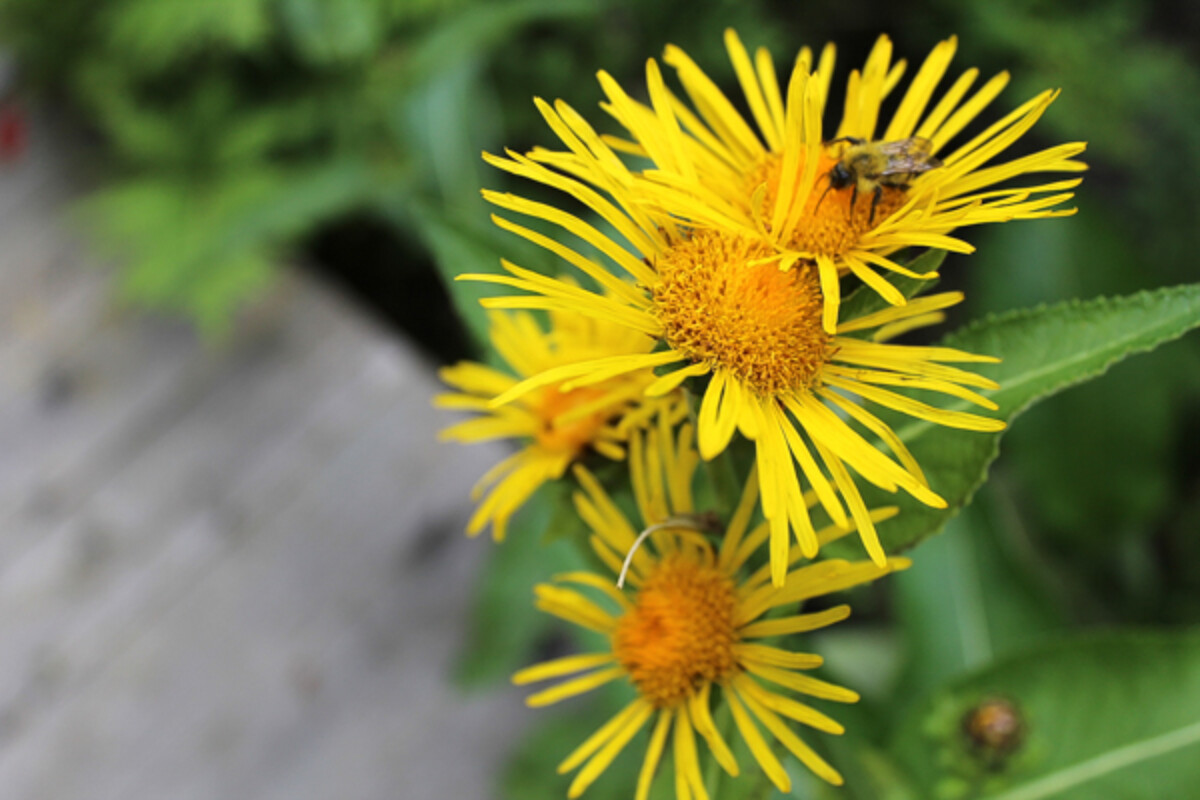 Elecampane with a visiting bee.