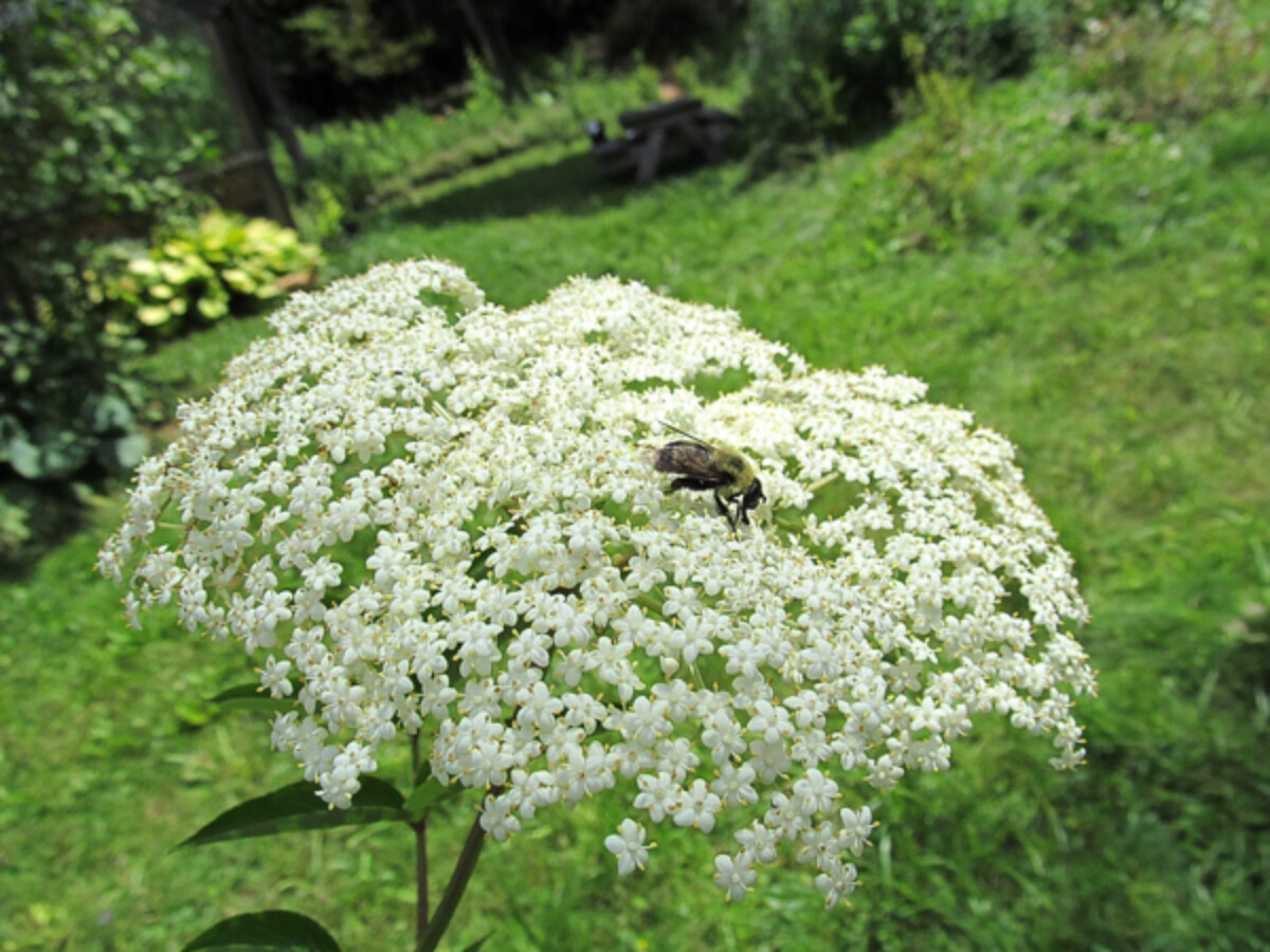 A native bee visiting an elderberry in bloom.