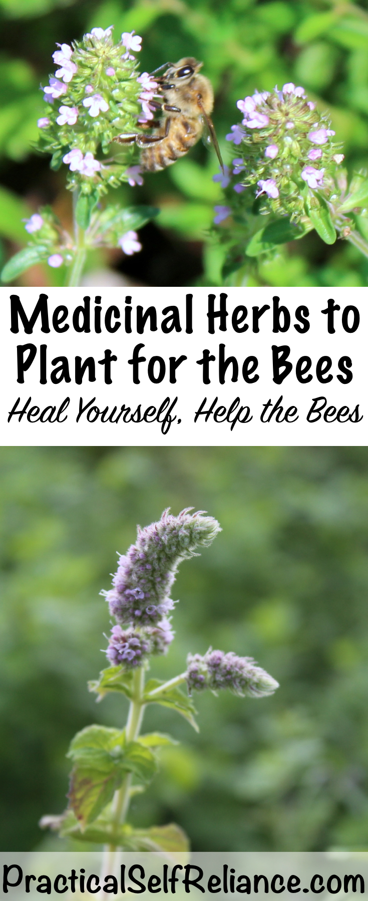 Medicinal Herbs to Plant for the Bees — Practical Self Reliance