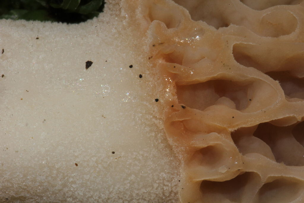 Morel mushroom identification