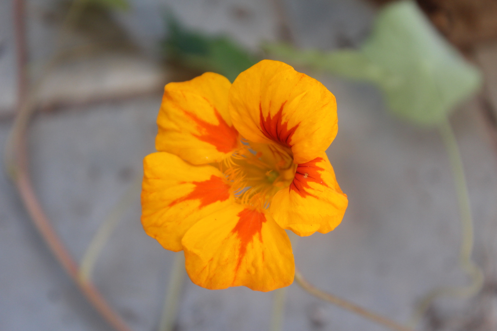 Nasturtium blossom
