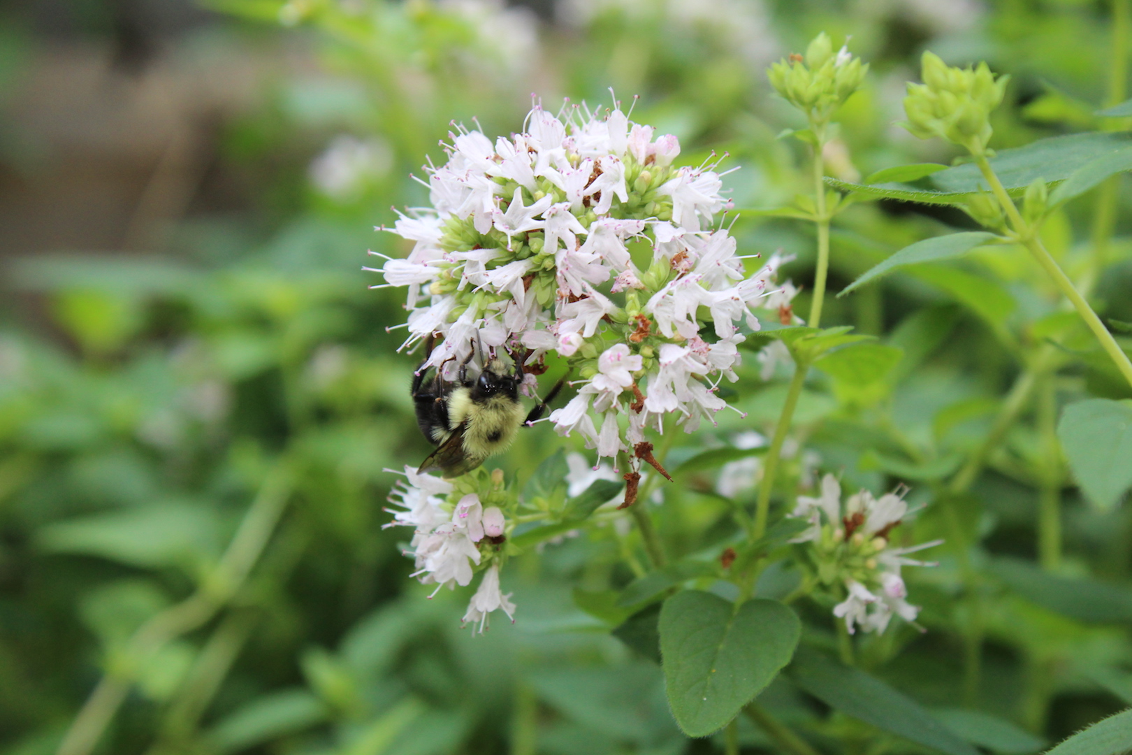 A native bumblebee visiting oregano flowers.