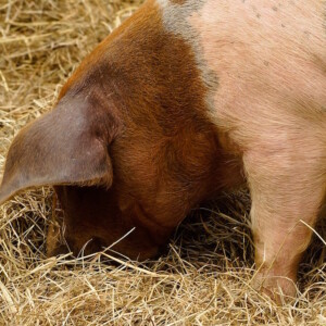Homegrown pig rooting in hay