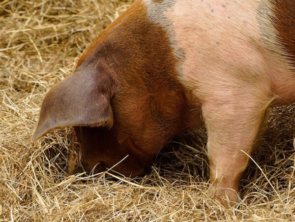 Homegrown pig rooting in hay