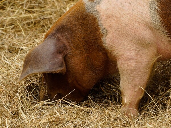 Cost to Raise a Pig