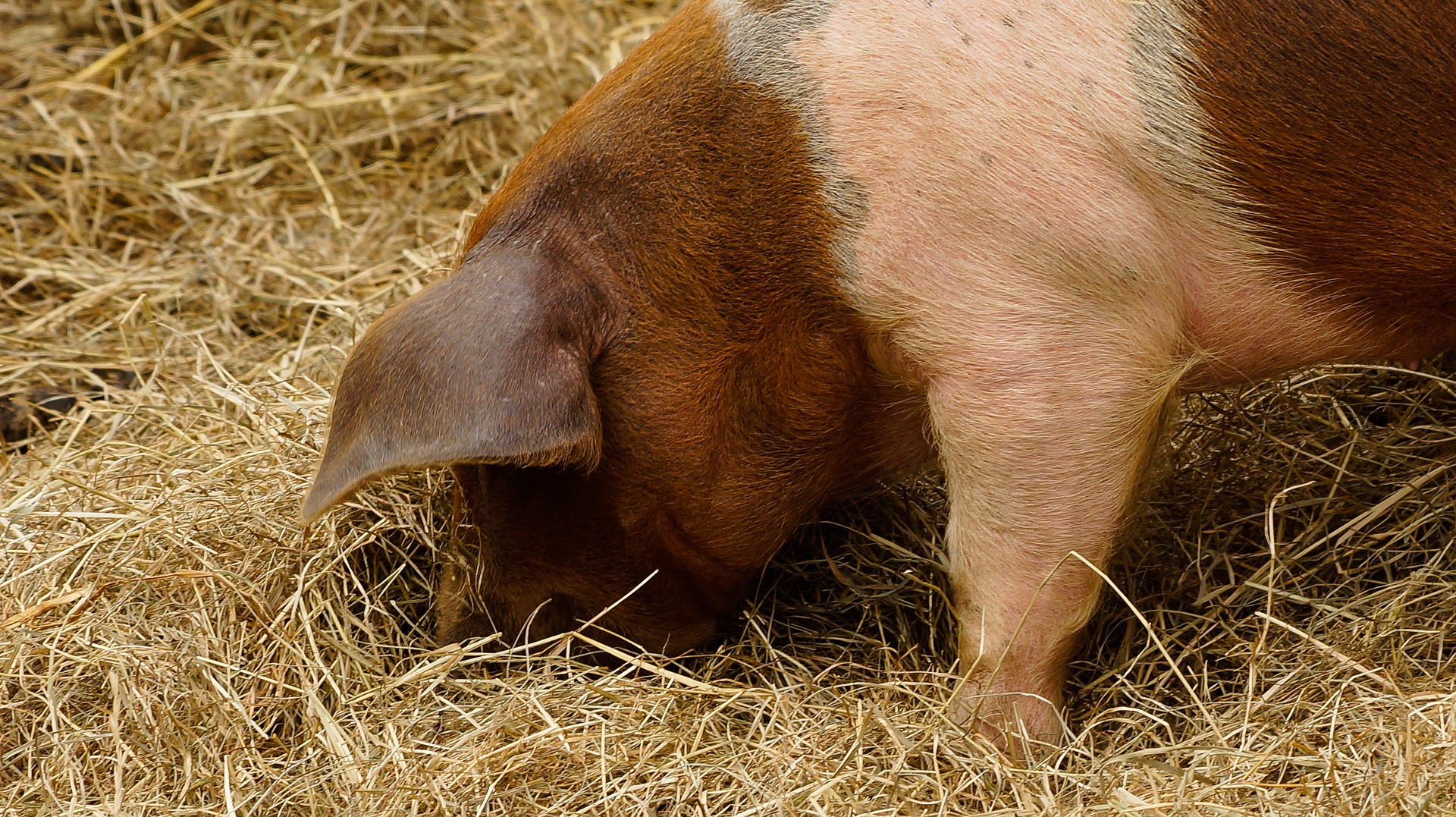 Estimating Your Pork Harvest: How Does Live Weight Compare to Cooked Yield?