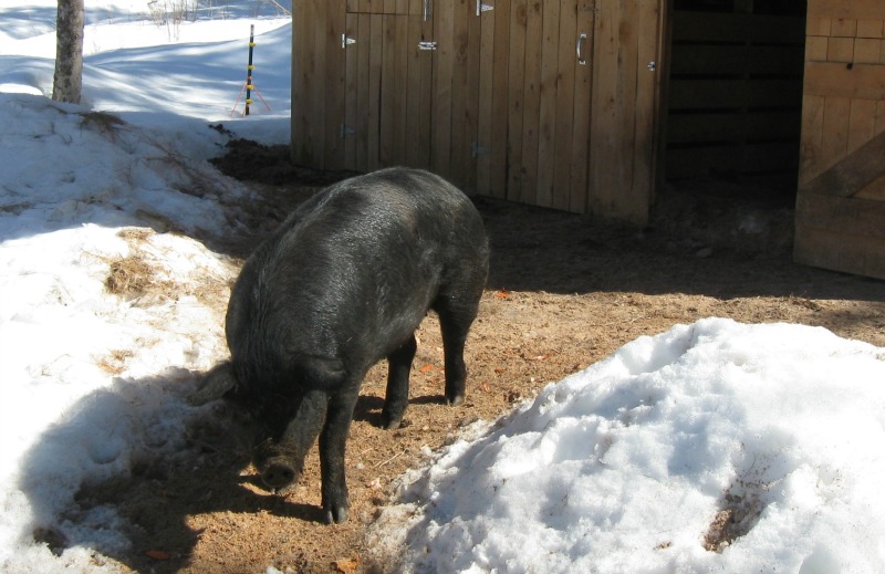 Cost to raise a pig