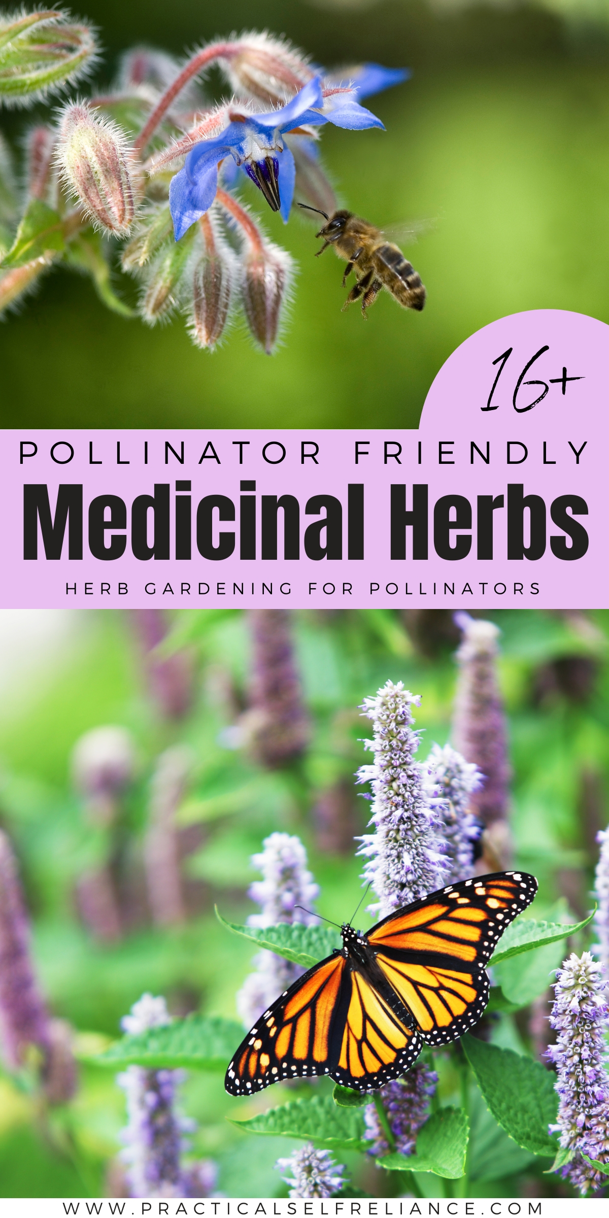 Pollinator Friendly Medicinal Herbs